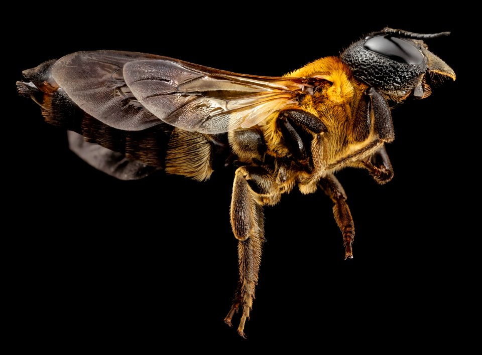 Megachile sculpturalis, f, side, md, kent county 2014-07-21-17.23.34 ZS PMax