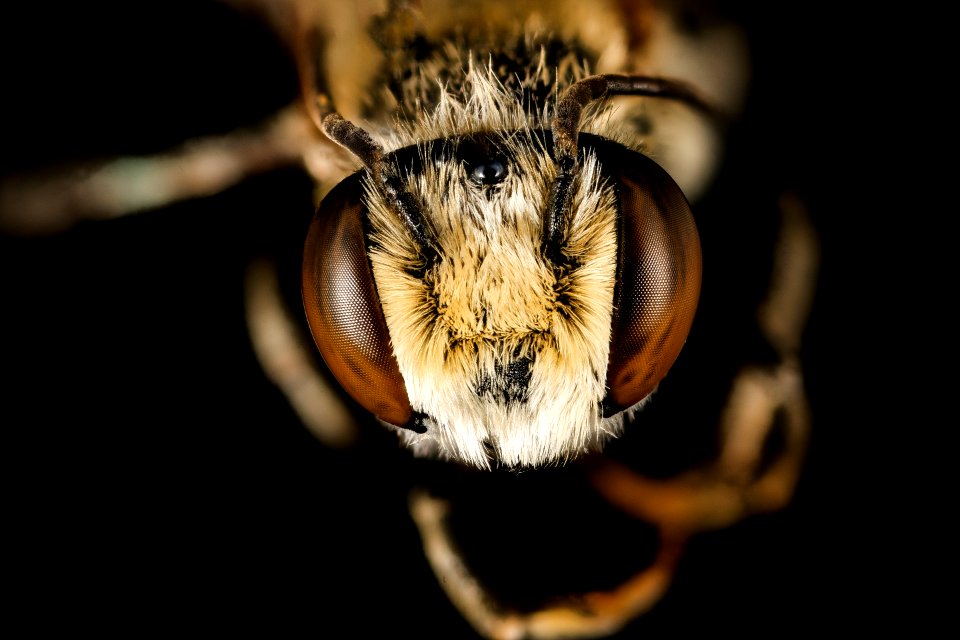 Megachile species, m, south africa, kruger 2016-12-08-17.03