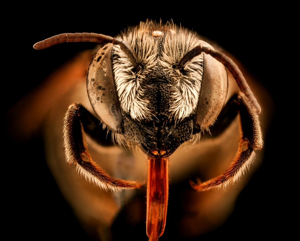 Megachile apicalis, f, face, Yolo Co., CA 2018-11-16-13.00.26 ZS PMax UDR