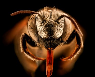 Megachile apicalis, f, face, Yolo Co., CA 2018-11-16-13.00.26 ZS PMax UDR