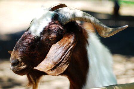 Goat animal farm