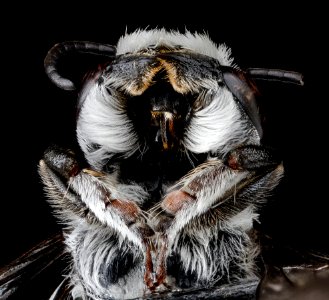 Megachile campanulae, male, underside head 2012-07-06-18.44 photo