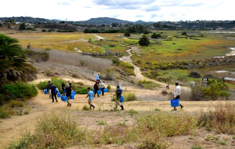 Ridgway's rail release, Batiquitos Lagoon, CA photo