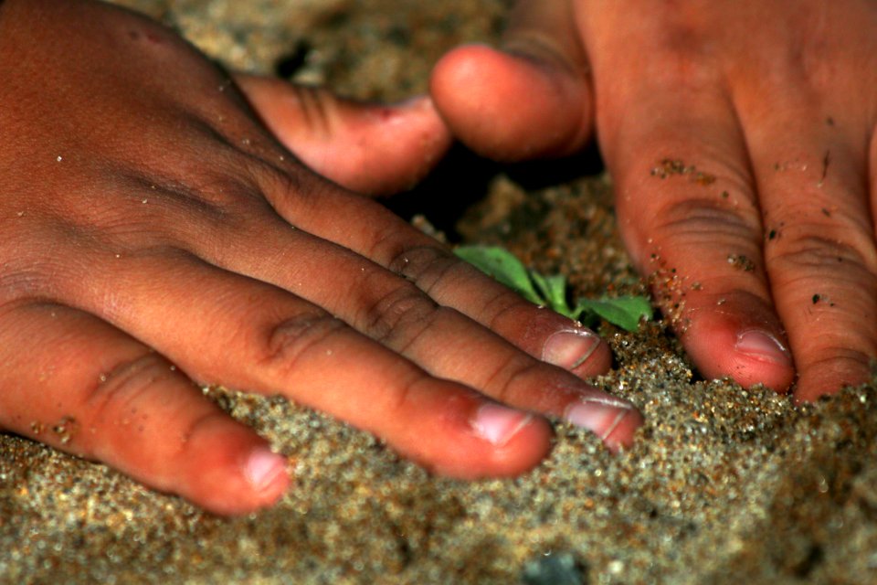 A child's hands smooth the sand around a newly planted coastal dune plant.