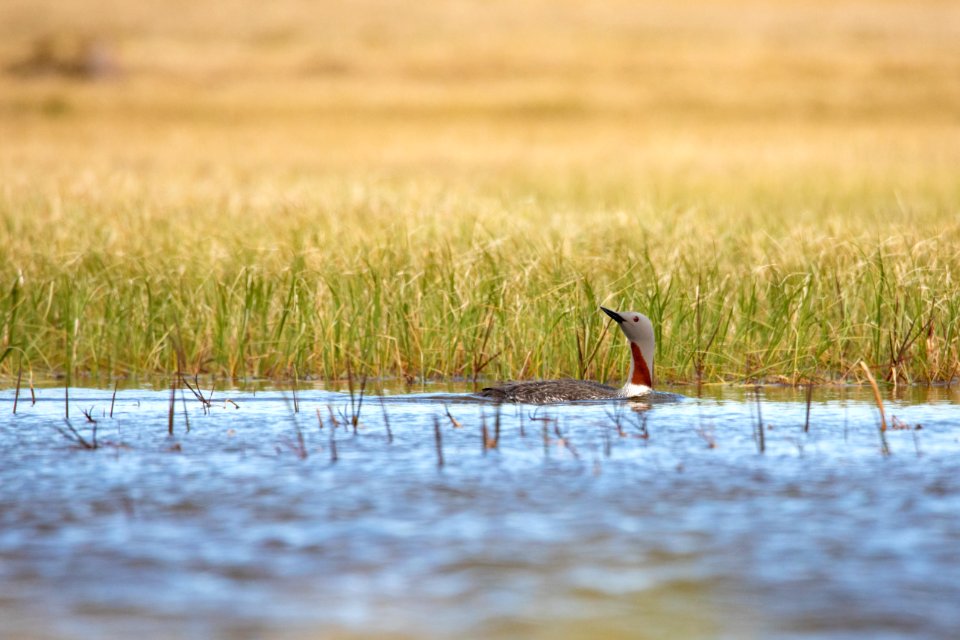 Red-throated loon - Arctic Bird Fest 2019