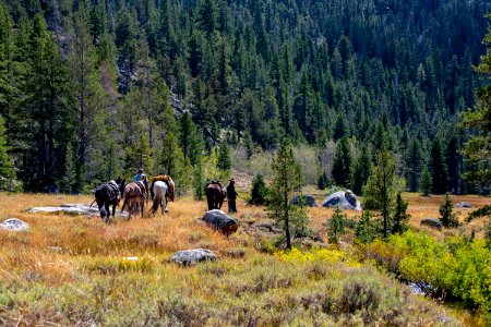 Mules carry Paiute cutthroat trout to reintroduction site