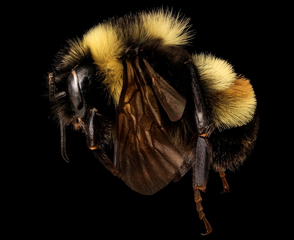 Bombus affinis, f, WV, left side 2021-04-13-17.33.10 ZS PMax UDR