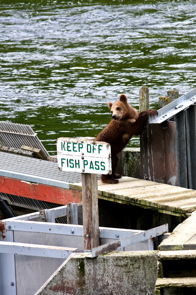Bear cub breaks the rules.