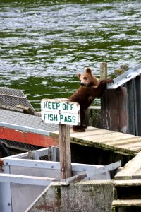Bear cub breaks the rules. photo