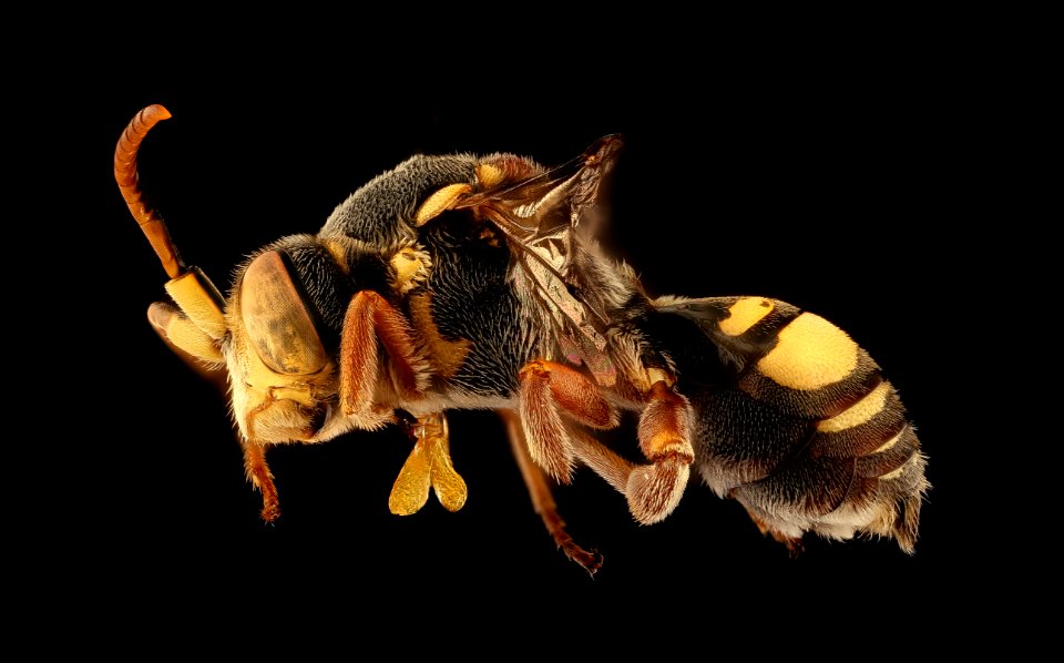 Nomada erigeronis, m, left, Talbot, Poplar Island, MD 2019-10-21-16.10.33 ZS PMax UDR