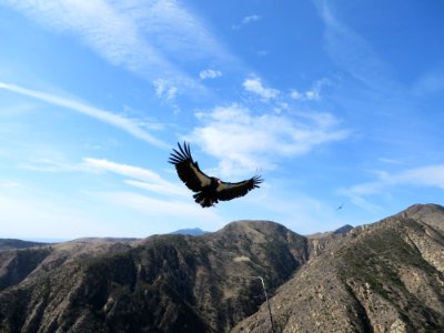 California condor #374 photo