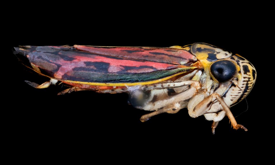 Leafhopper, u, right, Dominican Republic 2019-12-18-10.52.13 ZS PMax UDR