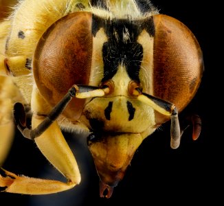 sand wasp, F, face, Guantanamo Bay 2012-09-20-14.59.10 ZS PMax