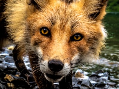 Red Fox photo