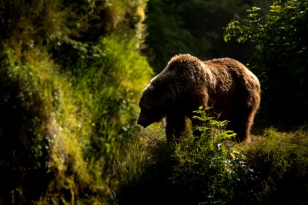 Kodiak bear