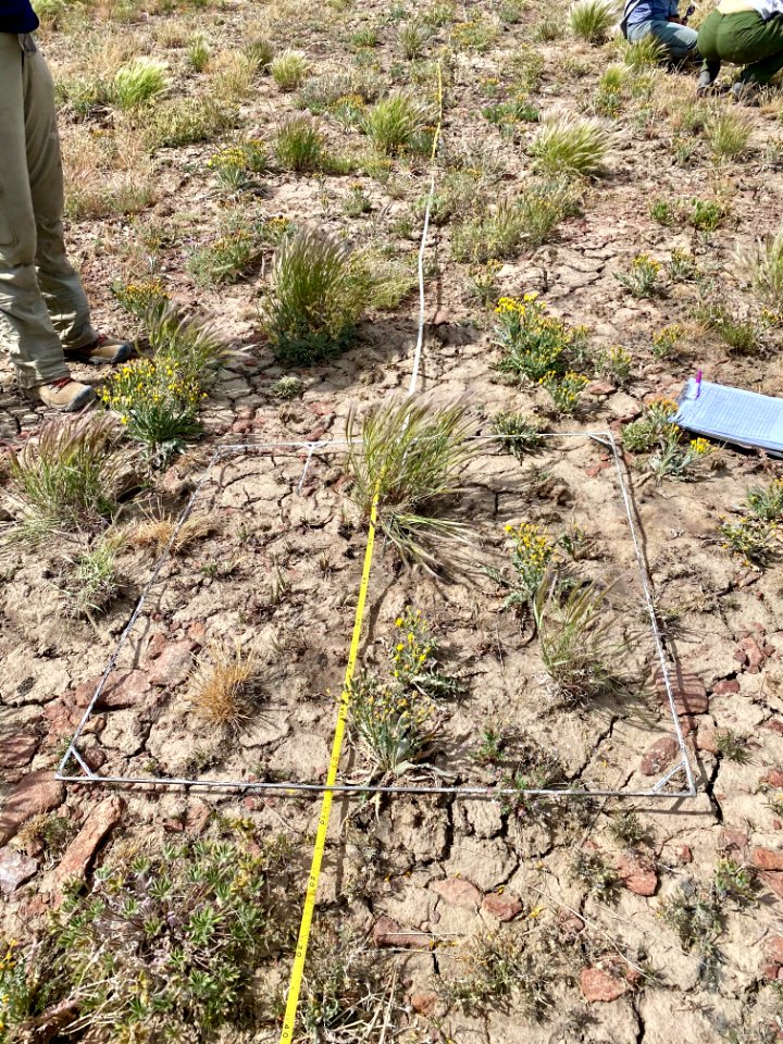 Monitoring the establishment of native plants two years after the 2018 Martin fire