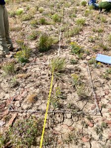 Monitoring the establishment of native plants two years after the 2018 Martin fire