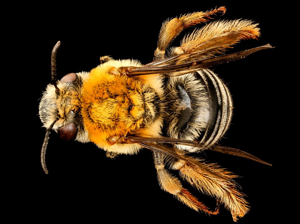 Peponapis pruinosa, f, back, Centre Co., PA 2017-03-09-14.09