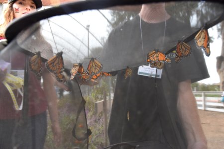 Monarchs tagged and ready for release