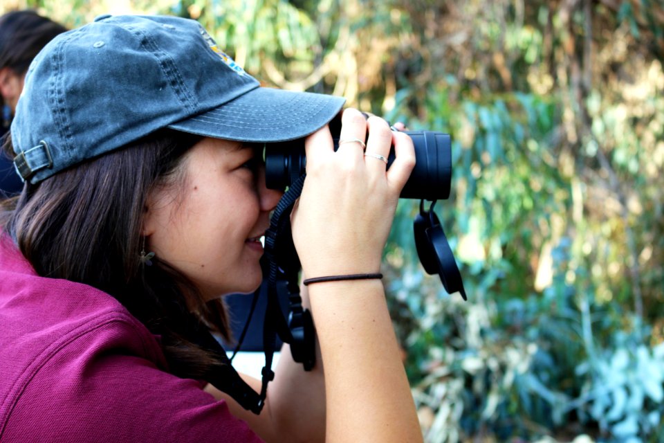 USFWS biologist Kendra Chan spots a monarch cluster during a training session at Camino Real Park in Ventura.