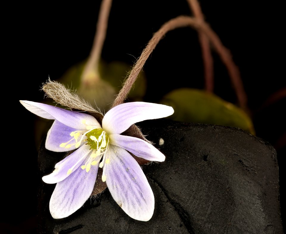 Hepatica nobilis var. obtusa, Hepatica, Howard County, MD, Helen Lowe Metzman 2017-04-11-14.53