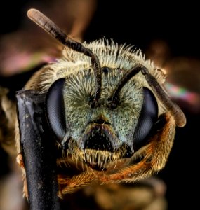 Halictus confusus, F, Face, VA, Wolftrap 2013-06-26-16.47.14 ZS PMax photo