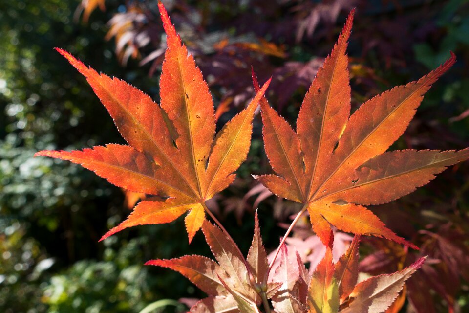 Japanese maple orange red