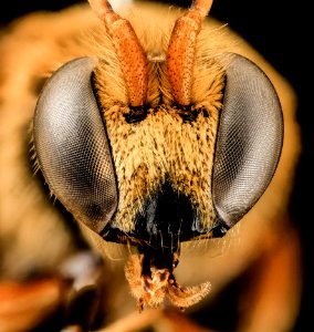 nomia species, m, face, thailand 2014-06-15-15.23.51 ZS PMax photo