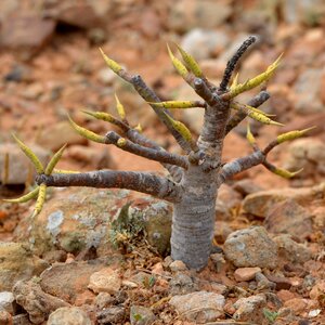 Fig tree nature shoots