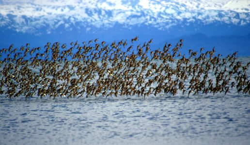 Sandpipers in flight 07 025