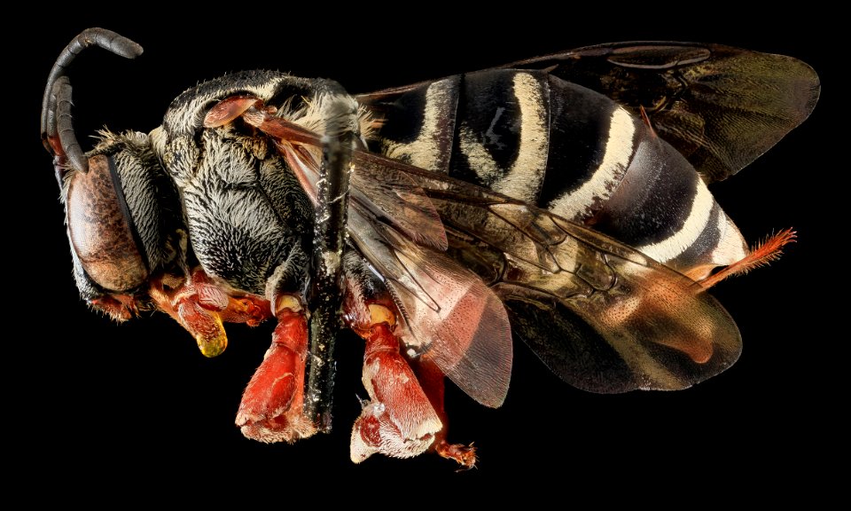 Triepeolis sp 101, F, Side, PG county, MD 2013-07-23-16.11.30 ZS PMax