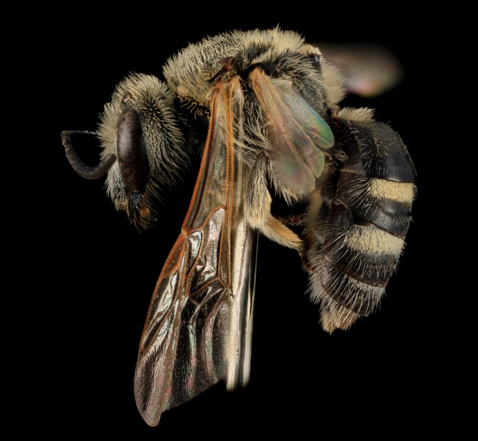 Lasioglossum paraforbesii, F, side, Pennington Co., S. Dakota 2014-01-10-15.51