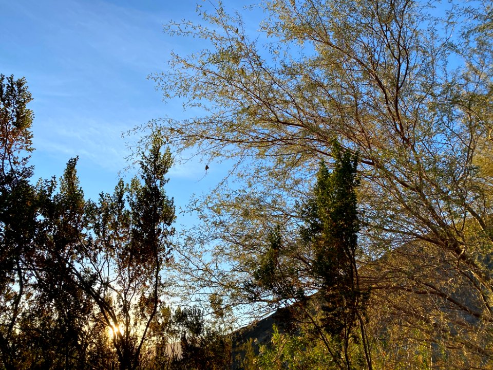 Monarch in Saline Valley