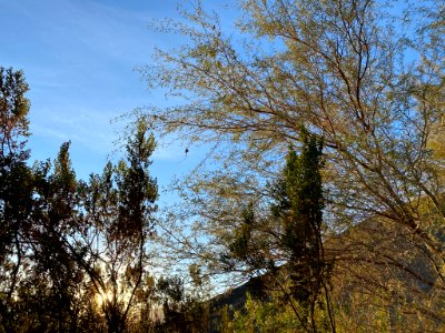 Monarch in Saline Valley