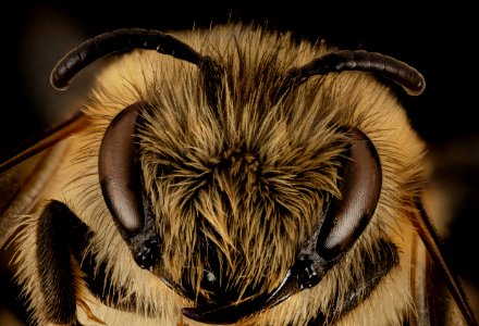 Colletes cariniger, F, Face, Greece, Aegean Islands 2014-12-09-16.53.04 ZS PMax photo