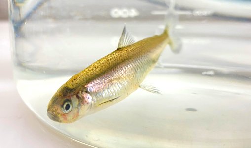 Delta Smelt