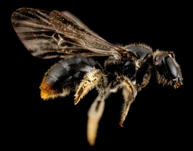 bee small red tip, f, chile, side 2014-08-08-17.43.13 ZS PMax photo