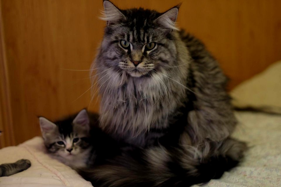 Chatons GALIT 13.12.2015 - Février 2016