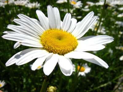 Spring flower may white