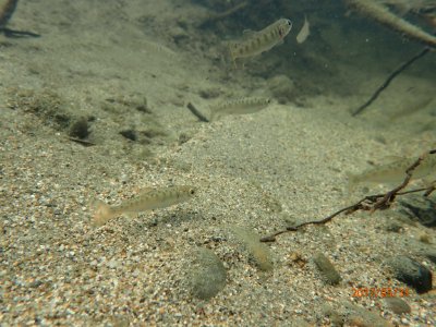 Three Juvenile Chinook salmon swim in Clear Creek