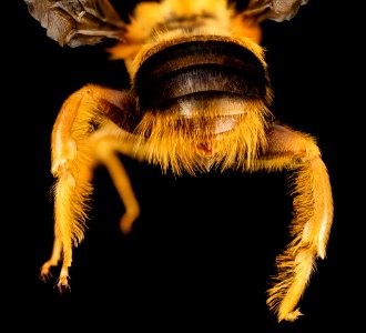 Pachymelus bicolor, m, backend, madagascar 2014-08-06-13.41.22 ZS PMax