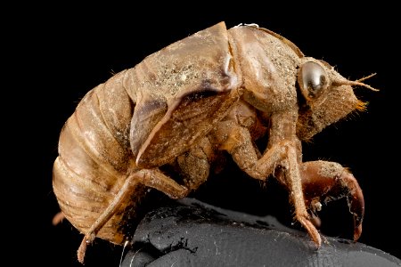 Cicada, shell, upper marlboro, md 2014-07-10-19.57.12 ZS PMax photo