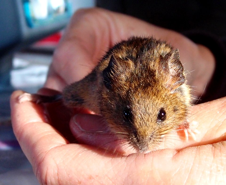 Salt marsh harvest mouse