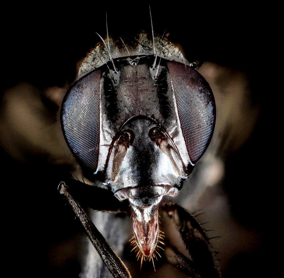 Tritoxa flexa, F, Face, MD 2013-06-18-15.32