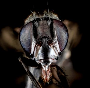 Tritoxa flexa, F, Face, MD 2013-06-18-15.32
