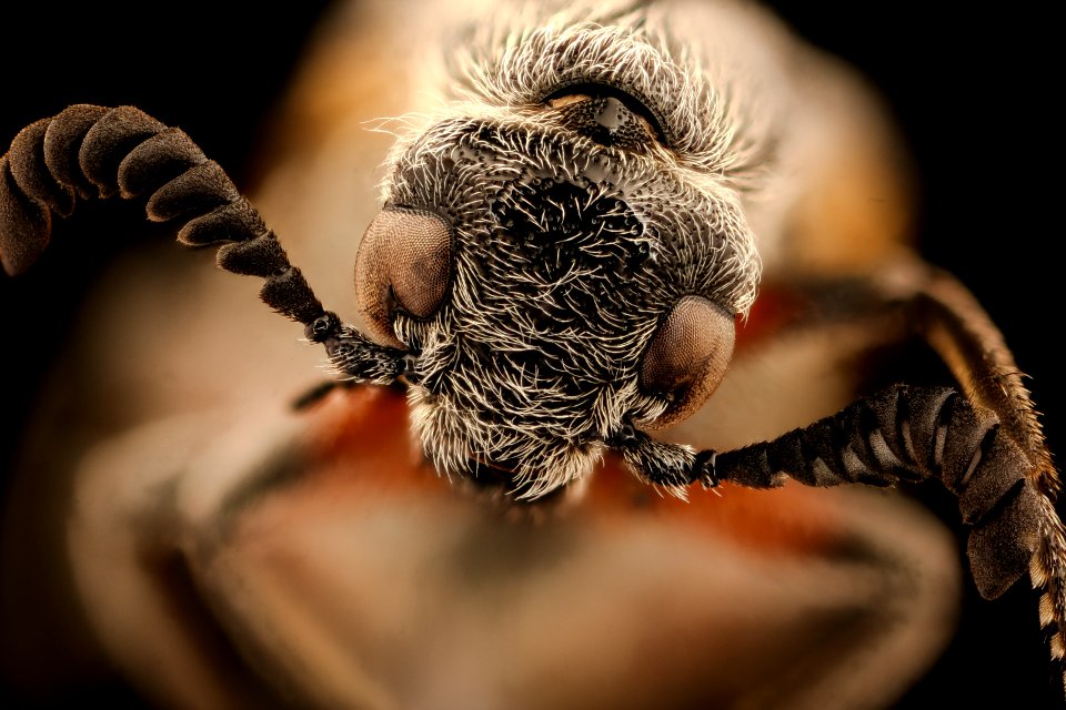 Mylabris species, u, face, Krugar National Park, South Africa Mpumalanga 2018-07-17-17.59.41 ZS PMax UDR