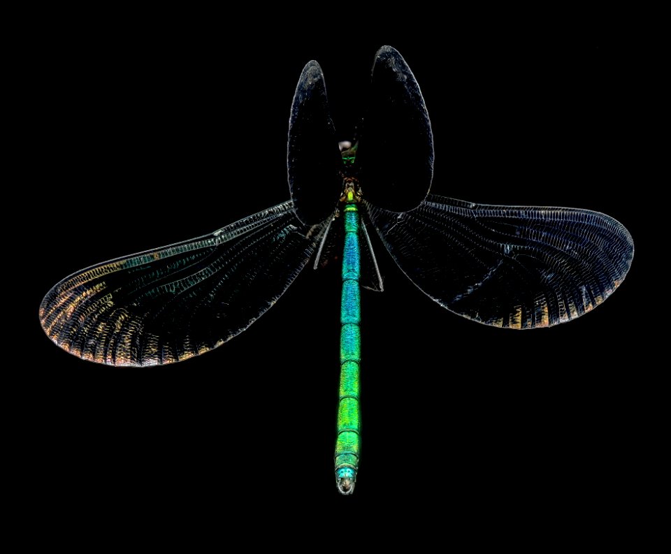 Ebony Jewelwing Damselfly, U, Wings, PG County, Maryland 2013-06-12-16.24.58 ZS PMax