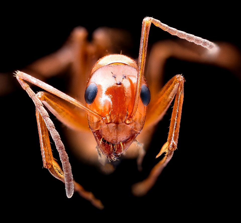 Red ant, face 2020-08-17-18.33.09 ZS PMax UDR