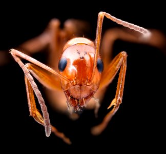 Red ant, face 2020-08-17-18.33.09 ZS PMax UDR