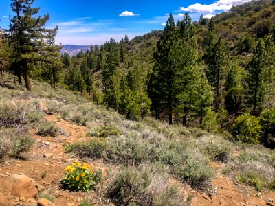 Arrowleaf balsamroot along northern Nevada hiking trail